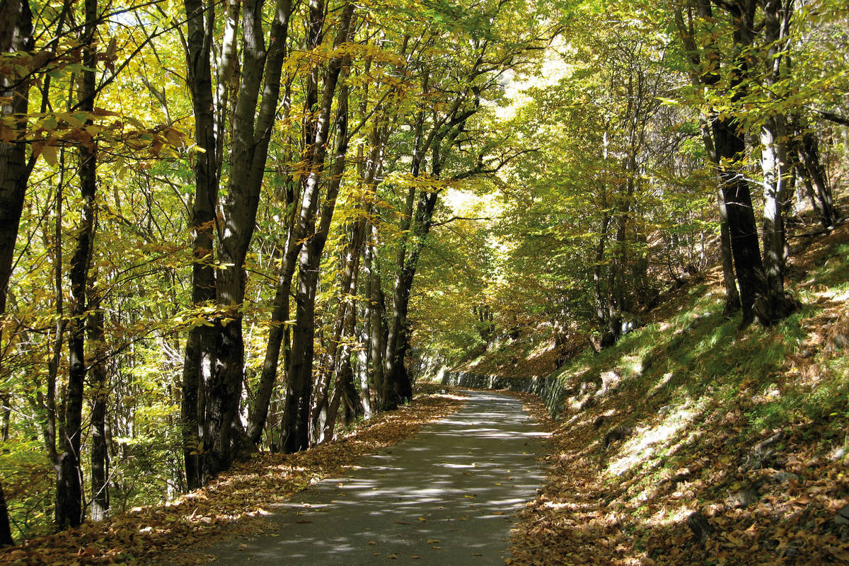 Laubbäume und Kastanien spenden Schatten auf dem idyllischen Weg nach oben.