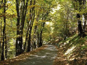 Laubbäume und Kastanien spenden Schatten auf dem idyllischen Weg nach oben.