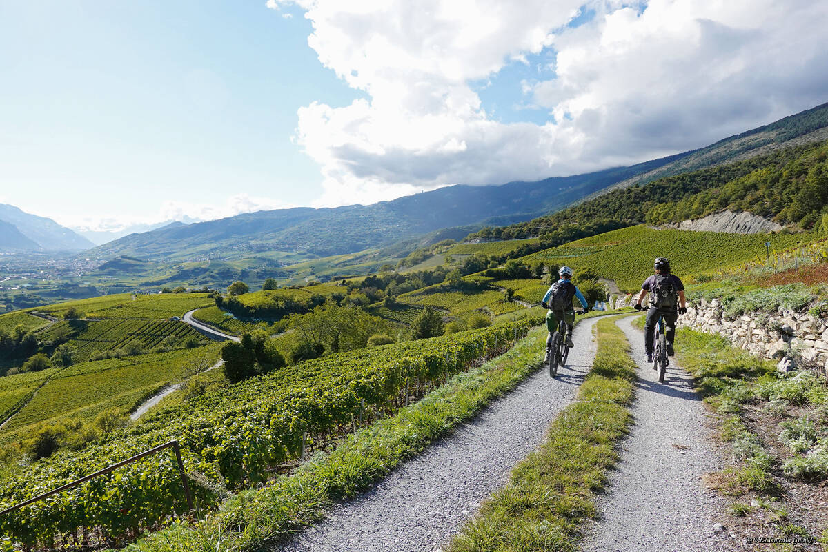 Typisch fürs Wallis: endlose Weinberge mit ebenso endlosen Wegen und Strässchen.